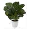 11" Fiddle Leaf Fig Plant in Decorative White Planter